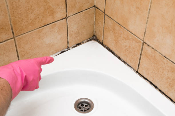 Best Affordable Mold Removal  in Estell Manor, NJ